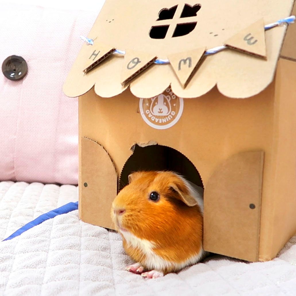 diy guinea pig toys