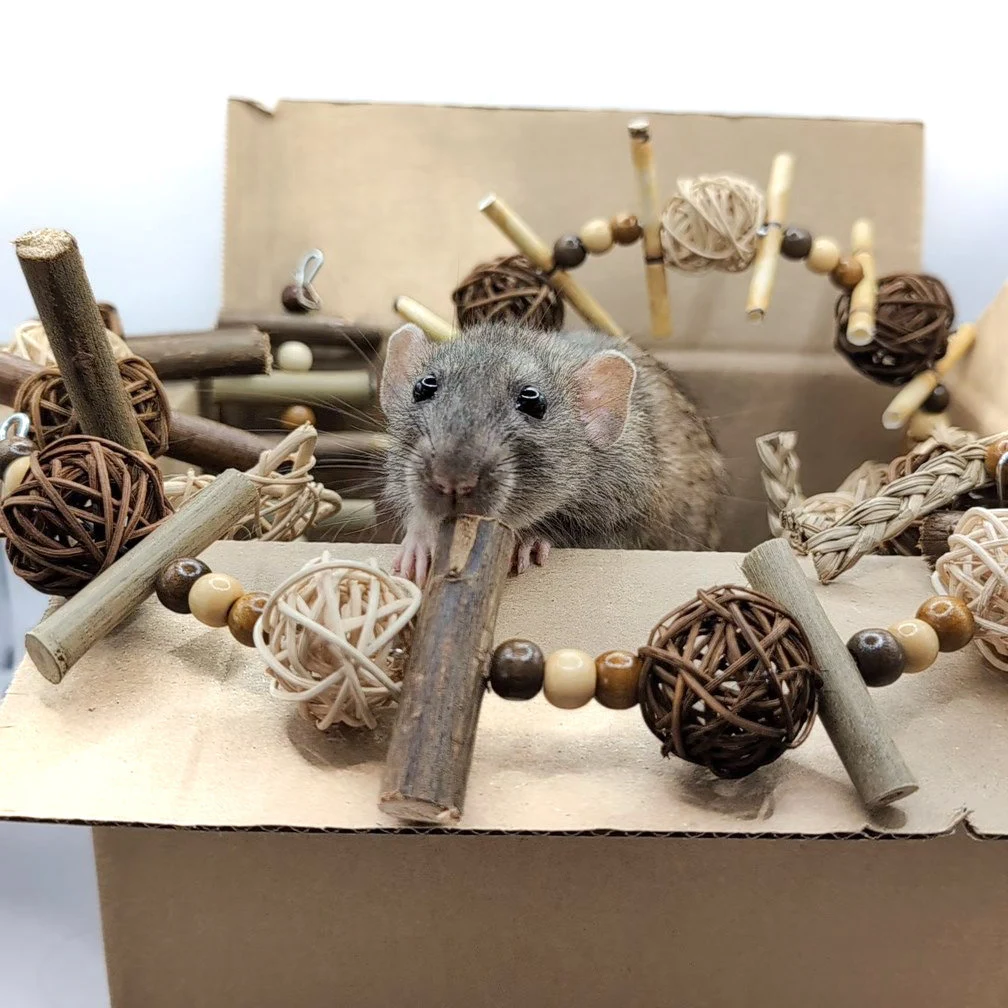 diy rat toys