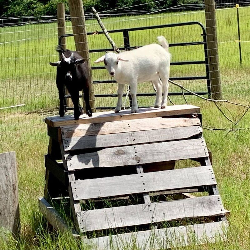 DIY goat toys