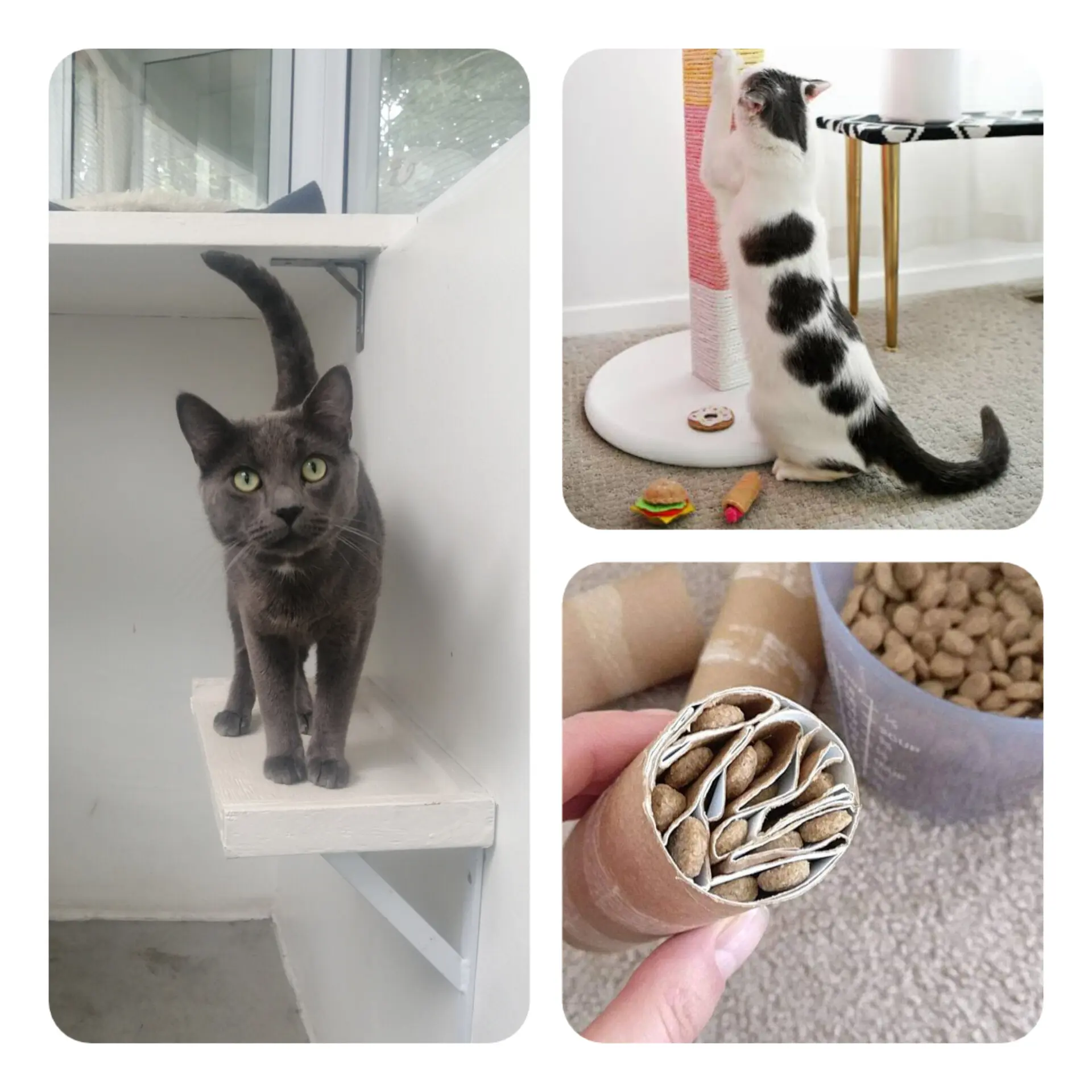 DIY kitten toys