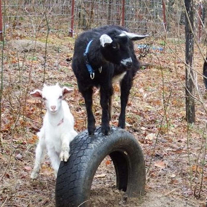 DIY goat toys